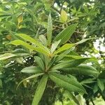 Pieris formosa Likasa