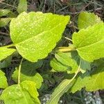 Ageratina jucunda List