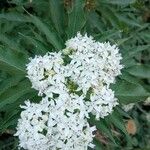 Sambucus ebulusFlower