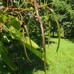 Catalpa bignonioidesফল