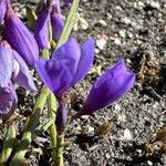 Polygala microphylla Fiore