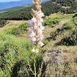 Linaria nivea Flor