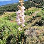 Linaria nivea Žiedas