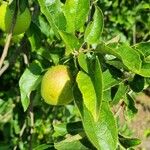 Malus sylvestrisBlad