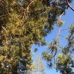 Pinus resinosa Leaf