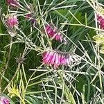 Vicia sicula 花