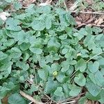 Ranunculus ficaria Hostoa