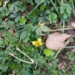 Potentilla neumanniana Hábitos