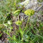 Bupleurum stellatum Цвят