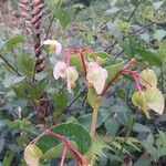 Begonia fischeriDeilen