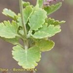 Lavandula rotundifolia Sonstige