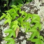 Passiflora suberosa Hábito