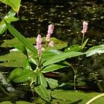 Persicaria amphibia Leaf