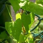 Fallopia dumetorum Hoja