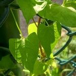 Fallopia dumetorum Leaf