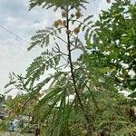 Acacia angustissima Hoja