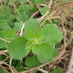 Dicliptera brachiata Leaf