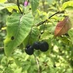 Lonicera nigra Fruit