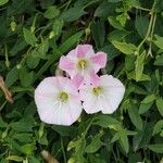 Convolvulus arvensisFlors