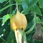 Canarina canariensis Vili