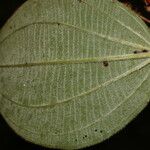 Miconia granatensis Leaf