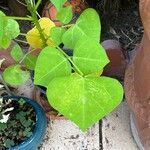 Erythrina variegata Folla