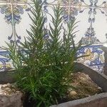 Rosmarinus officinalisبرگ