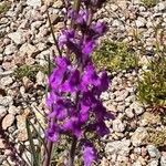 Linaria purpureaFlower