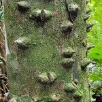 Zanthoxylum rhoifolium Bark