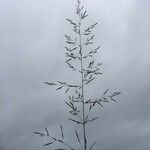 Agrostis gigantea Квітка