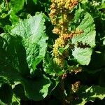 Chenopodium bonus-henricus Leaf