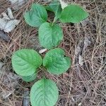 Pyrola elliptica পাতা