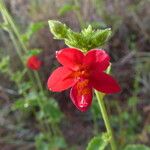 Hibiscus aponeurus Blomst