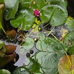 Nymphaea candida Leaf