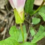 Calystegia hederacea Flower