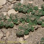 Euphorbia chamaesyce Anders