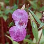 Impatiens glanduliferaКветка