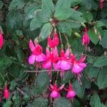 Fuchsia × standishii Çiçek