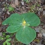 Trillium sessile 叶