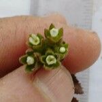 Androsace maxima Flower