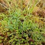 Hypericum linariifolium Leaf