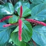 Acalypha hispidaFlor