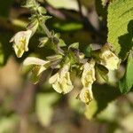 Salvia nubicola Çiçek