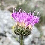 Klasea nudicaulis Flower