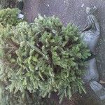 Abies fraseri Dalc'h