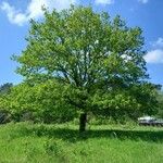 Quercus robur Hábito