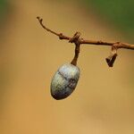 Pachylobus pubescens Frukto