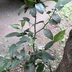 Citrus × aurantiifolia Habitatea