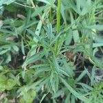 Symphyotrichum pilosumLeaf