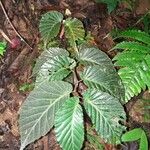 Begonia convallariodora Hoja